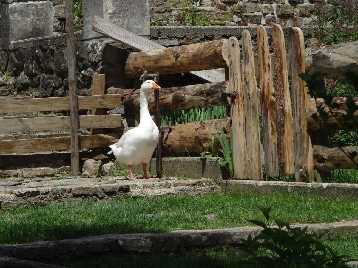 Chambre Cambalotte Saint-Florent-sur-Auzonnet Esterno foto